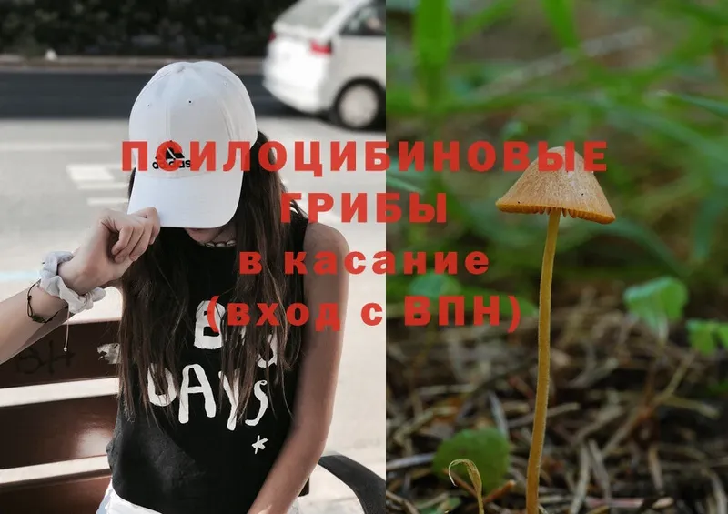 Галлюциногенные грибы Psilocybe  Ангарск 